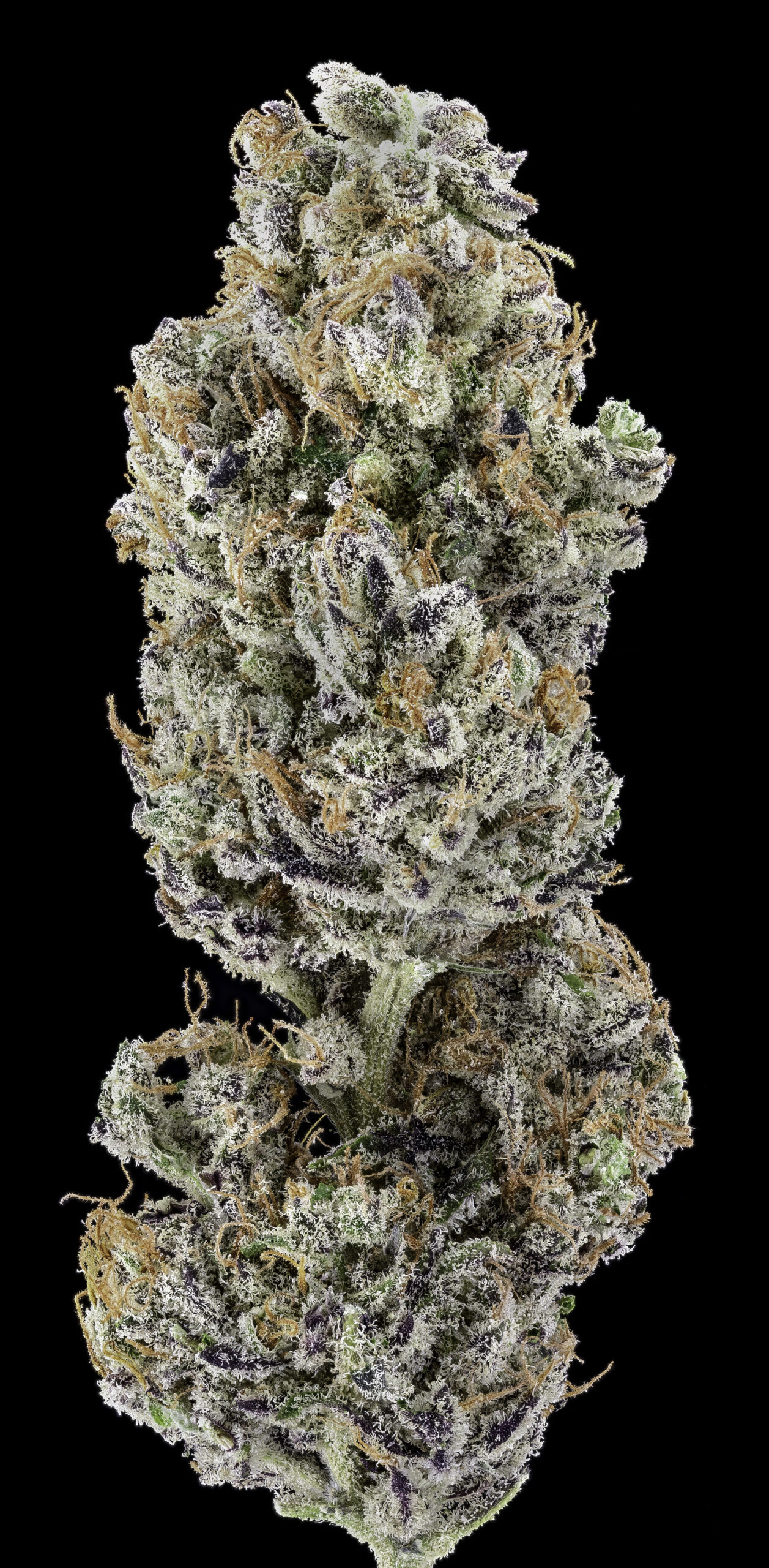  Peanut Butter Breath